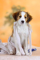 Domestic dog, Small Dutch Waterfowl Dog / Kooiker Hound / Kooikerhondje puppy, 3 months, wrapped with toilet paper