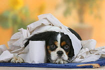 Cavalier King Charles Spaniel (tricolour) wrapped in toilet paper