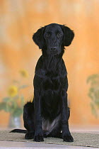 Domestic dog, Black Flat-coated Retriever, 5 months