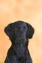 Domestic dog, Black Flat-coated Retriever, 5 months