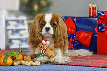 Domestic dog, Cavalier King Charles Spaniel (Blenheim) at Christmas time