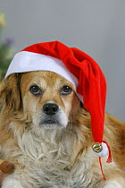Domestic dog, Mixed breed wearing Christmas hat.