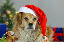 Domestic dog, Mixed breed wearing Christmas hat.