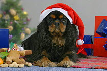 Domestic dog, Cavalier King Charles Spaniel (black and tan) at Christmas time