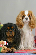 Two Cavalier King Charles Spaniels at Christmas time