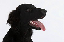 Domestic dog, black Flat-coated Retriever, 6 months