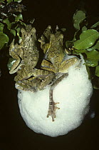 Coast Foam-nesting Tree Frog / Southeastern Foam-nest Tree Frogs / African Grey Frogs (Chiromantis xerampelina) making foam nest at night in the savanna, South Africa