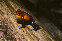 Male Strawberry poison arrow frog (Dendrobates pumilio) calling, Costa Rica