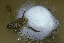 Andean foam-nest frog (Pleurodema cinerea), male and female making their foam nest during the day, Andes at 4300m, Bolivia
