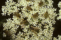 Group of yellow-legged moustached Icon hover Flies (Syrphus ribesii) on Hogweed  flowers with the worker wasp they mimic, UK