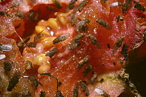 Small Fruit Flies (Drosophila funebris) feeding on tomato in compost heap, UK