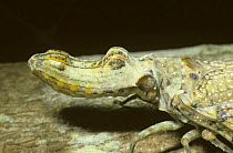 Portrait of head of Peanuthead bug (Fulgora laternaria) Trinidad