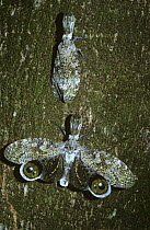 Peanuthead bugs (Fulgora laternaria) one camouflaged, the other with wings open in defensive 'startle display', on host tree in tropical dry forest, Costa Rica