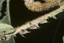 Treehoppers (Enchonopa concolor) mimic thorns on a thorny Solanum sp. plant, Brazil