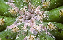 Glasshouse mealybugs (Pseudococcus affinis) on a cultivated cactus plant, UK