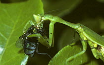 Female Praying mantis (Galanthias amoena) feeding on a fly in tropical dry forest, Kenya