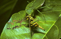 Praying mantis (Tithrone roseipennis) feeding on a fly, tropical rainforest, Trinidad
