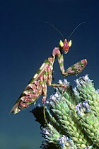 Female Flower Mantis (Harpagomantis discolor) in savanna, South Africa