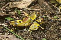 Elegant grasshopper (Zonocerus elegans) pair, male guarding female as she oviposits into the ground, warning colouration, savanna habitat, South Africa