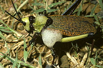 Foaming grasshopper (Phymateus morbillosus: Acrididae) producing a smelly, toxic, defensive foam, has warning colouration, savanna habitat, South Africa