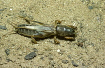 Female Mole cricket (Gryllotalpa sp), savanna habitat, Kenya