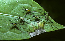 Bush-cricket / katydid nymphs (Tettigoniidae) which seem to mimic small ants, in rainforest, Brazil