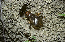 Male Cricket (Brachytrupes orientalis: Gryllidae)calling (stridulating) very loudly at mouth of its burrow, which acts as an amplifier, at night  in tropical rainforest, Thailand