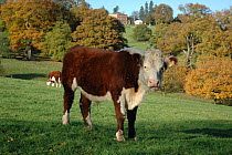 Hereford Bullock (Bos taurus) on Brockhampton Estate parkland (National Trust) Herefordshire, UK 2006