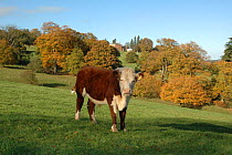 Hereford Bullock (Bos taurus) in Brockhampton Park (National Trust) Herefordshire UK 2006