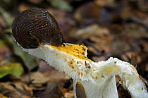 Black slug {Arion ater} eating Russula toadstool, Belgium