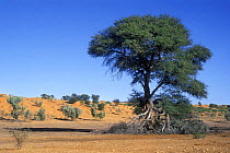 Camel Thorn tree (Vachellia erioloba) in dry riverbed of Auob River, Kalahari desert, Kgalagadi Transfrontier Park, South Africa