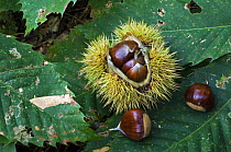 Sweet Chestnuts {Castanea sativa} leaves and spiny cupules containing nuts, Belgium