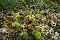 Spiny cupules containing nuts of Sweet chestnut {Castanea sativa} lying on forest floor, Belgium
