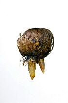 Crocus (Romulea) bulb with shoots