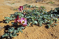 Devil's claw (Harpagophytum procumbens) Kalahari desert, Kgalagadi Transfrontier Park, South Africa