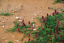 Flowers emerging after the rains in the Kalahari desert, Kgalagadi Tranfrontier Park, South Africa