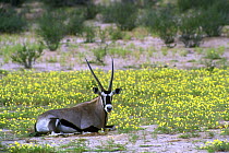 Gemsbok (Oryx gazella gazella) among yellow flowers, Kalahari desert during the rainy season, Kgalagadi Transfrontier Park, South Africa