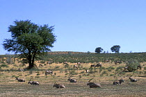 Gemsbok herd {Oryx gazella gazella} resting along dry riverbed of the Auob River, Kalahari desert, Kgalagadi Transfrontier Park, South Africa