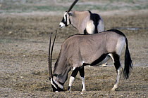 Gemsbok (Oryx gazella gazella) licking crystallised minerals at dry waterhole, Kalahari desert, Kgalagadi Transfrontier Park, South Africa