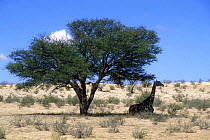 Giraffe (Giraffa camelopardalis) resting in the shade of a Camelthorn tree (Acacia haematoxylon)Kalahari desert, Kgalagadi Transfrontier Park, South Africa