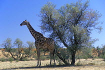 Giraffe (Giraffa camelopardalis) standing in the shade of a Grey Camelthorn tree (Acacia haematoxylon) Kalahari desert, Kgalagadi Transfrontier Park, South Africa