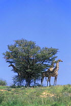 Giraffes (Giraffa camelopardalis) standing in the shade of a Camel Thorn tree (Acacia erioloba) Kalahari desert, Kgalagadi Transfrontier Park, South Africa