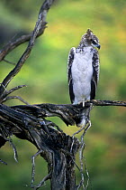 Juvenile Martial eagle (Polemaetus bellicosus) Kgalagadi Transfrontier Park, South Africa