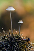 Milk Bonnet Fungus (Mycena galopus) growing on husk of Sweet chestnut (Castanea sativa) Belgium