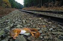 Red squirrel (Sciurus vulgaris) dead on side of train-track, Belgium