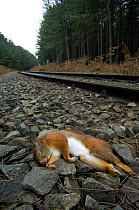 Red squirrel (Sciurus vulgaris) dead on side of train-track, Belgium