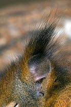 Close-up of tuft of hair on the ear of a Red squirrel {Sciurus vulgaris} Belgium