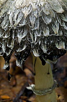 Close-up of cap of Shaggy Inkcap / Lawyer's Wig fungus deliquescing (Coprinus comatus) Belgium
