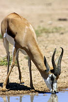 Springbok {Antidorcas marsupialis} drinking at waterhole, Kalahari desert, Kgalagadi Transfrontier Park, South Africa
