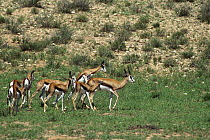 Young Springbok {Antidorcas marsupialis} males chasing after female and trying to mount her, Kalahari desert, Kgalagadi Transfrontier Park, South Africa